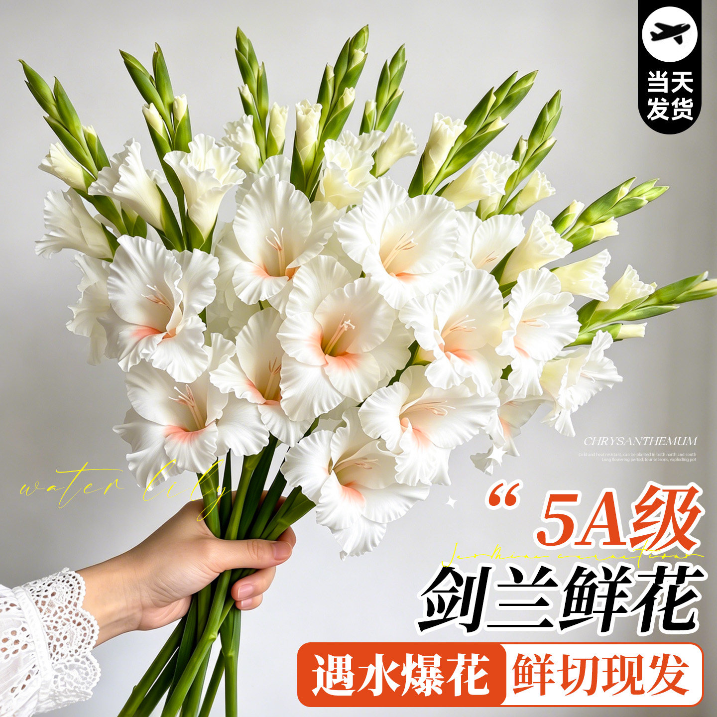 剑兰鲜花云南直发唐菖蒲鲜切花束水培花卉插花好养昆明基地次日达