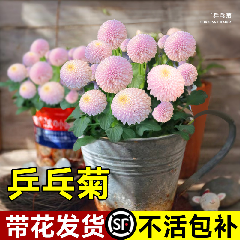 【带花发货】乒乓菊花盆栽室内花