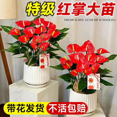 红掌盆栽带花发货室内驱蚊植物