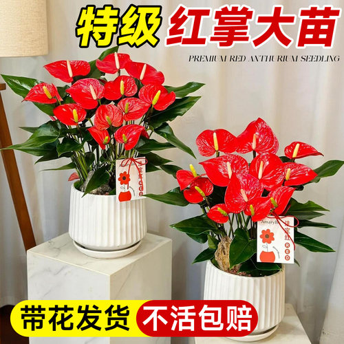 红掌盆栽带花发货室内驱蚊植物