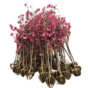 玉兰花树苗带花苞盆栽四季开花卉好养耐寒庭院白二乔广紫玉兰大树