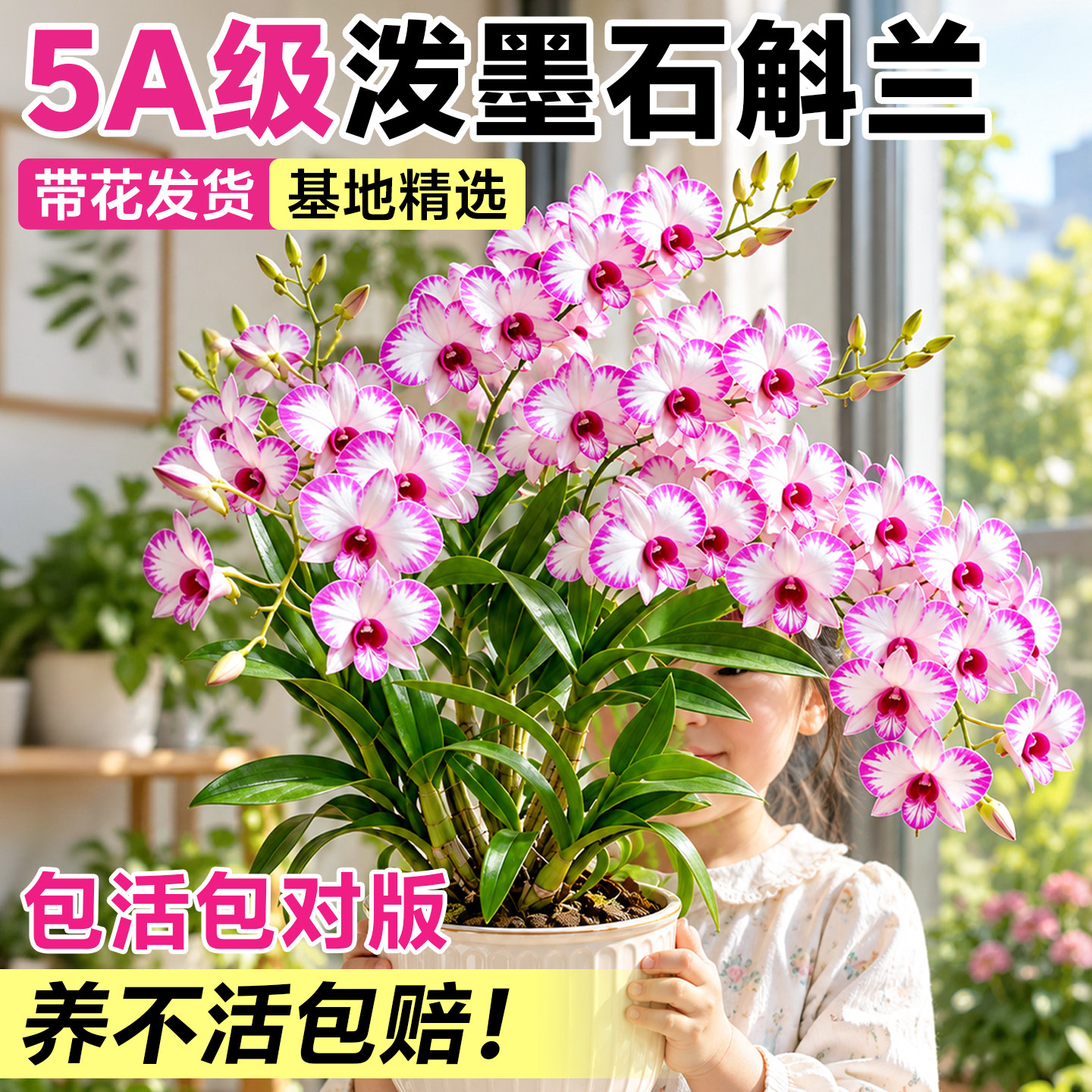 泼墨石斛兰盆栽带花苞室内外阳台庭院兰花四季开花苗好养绿植花卉