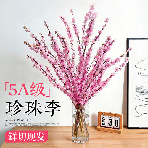 鲜花珍珠李鲜枝家用插花水培好养