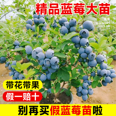 蓝莓树果苗蓝莓苗盆栽带果子大苗南方北方室内外阳台种植果树果苗
