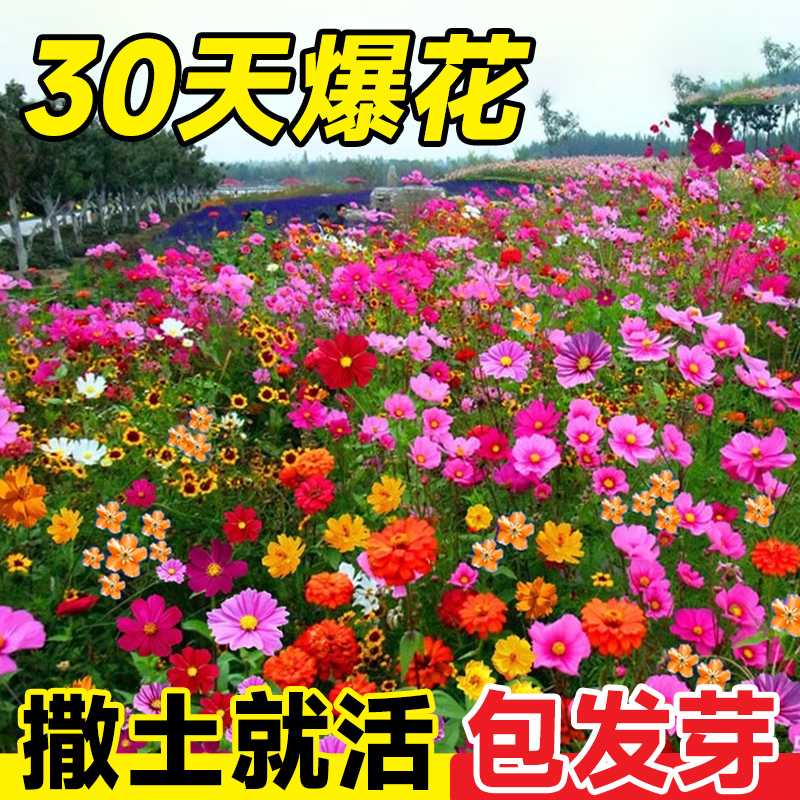 野花组合花种子花种籽子四季播种开花室外庭院格桑花籽太阳花种孑