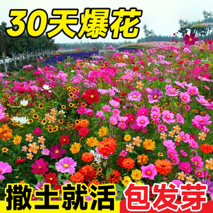 野花组合花种子花种籽子四季播种开花室外庭院格桑花籽太阳花种孑