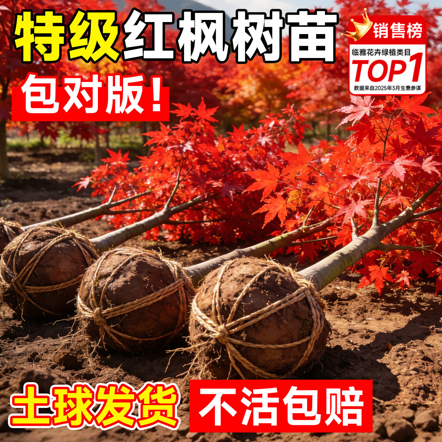 【土球发货】包成活到长叶图片