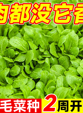 四季鸡毛菜菜籽种上海青菜种籽大全油麦菜种子白菜速生小青菜种孑