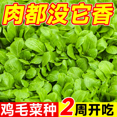 15天速生比肉还香的鸡毛菜发芽高