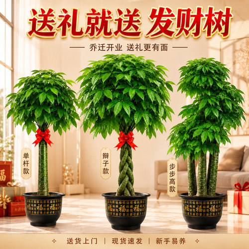 客厅大型发财树送货上门乔迁开业