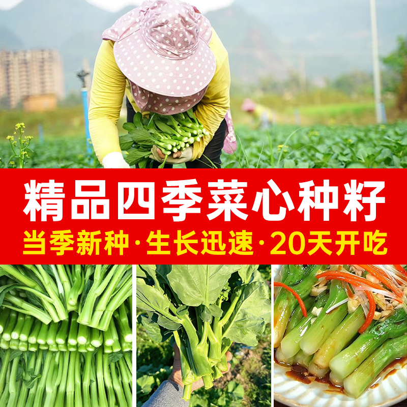 【鲜嫩脆甜】广东四九菜心种子籽