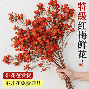 红梅干枝水培真花鲜枝室内花卉绿植物梅花鲜花家用插花桃花鲜切花