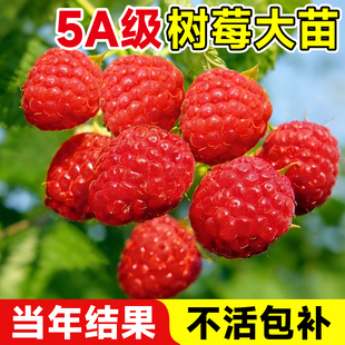 树莓果苗盆栽特大果苗阳台庭院地栽种植红黑黄树莓果树苗当年结果