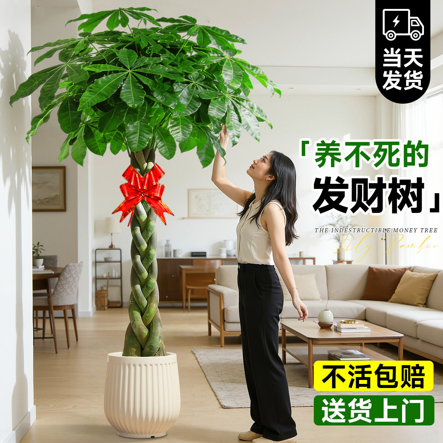 辫子发财树客厅大盆栽大型绿植招财树乔迁新居办公室开业送礼植物,鲜花速递/花卉仿真/绿植园艺,绿植,淘宝优惠券,粉丝福利购,淘宝优惠卷