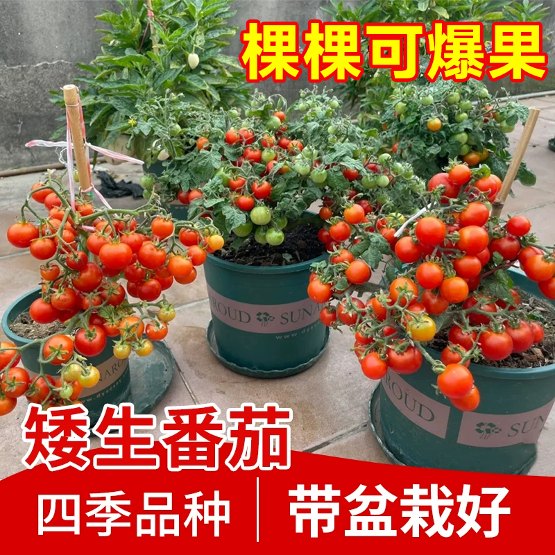 【30天爆果】四季矮生番茄吃不停
