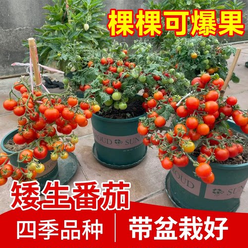 【30天爆果】四季矮生番茄吃不停
