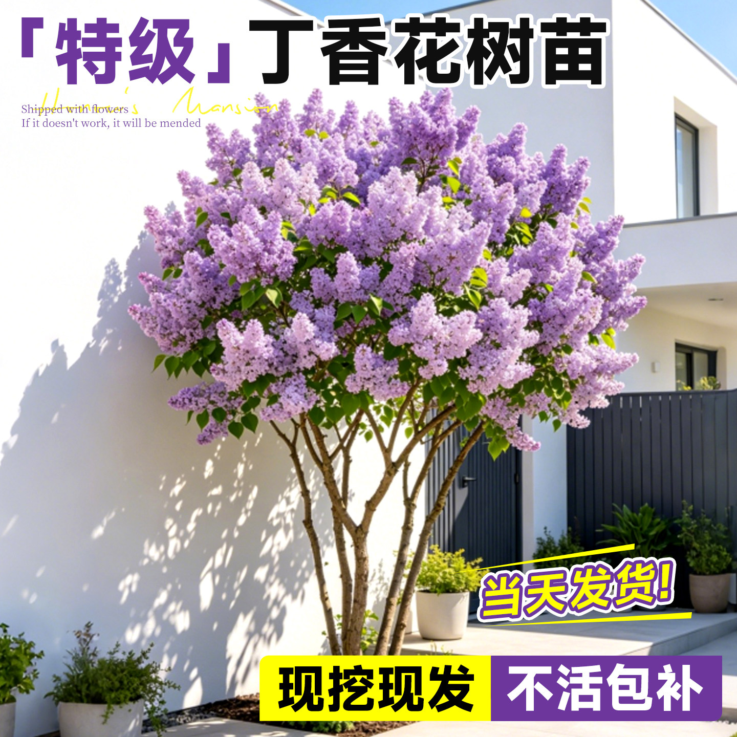 紫丁香花树苗阳台盆栽庭院地栽欧洲花卉室外绿植四季耐寒易活开花