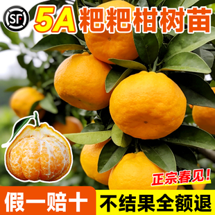 耙耙柑树苗正宗四川春见粑粑柑果树丑橘沃柑橘子树果苗南北方种植