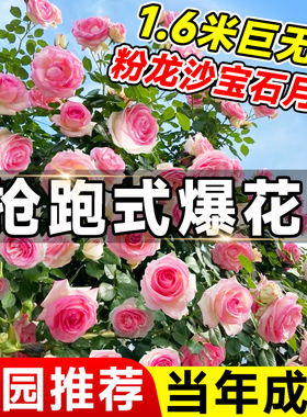 特大粉色龙沙宝石爬藤月季花树苗盆栽爬墙蔷薇四季好养开花苞玫瑰