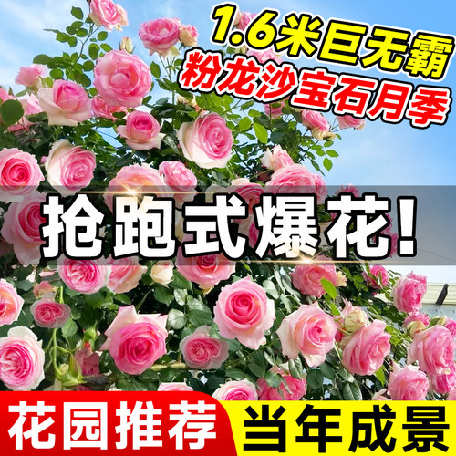 【1.6米】月季特大苗当年成景