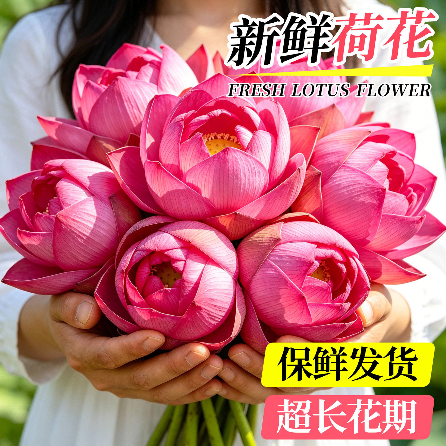 荷花鲜花重瓣新鲜真花室内插花好养云南基地直发水培植物中式禅意