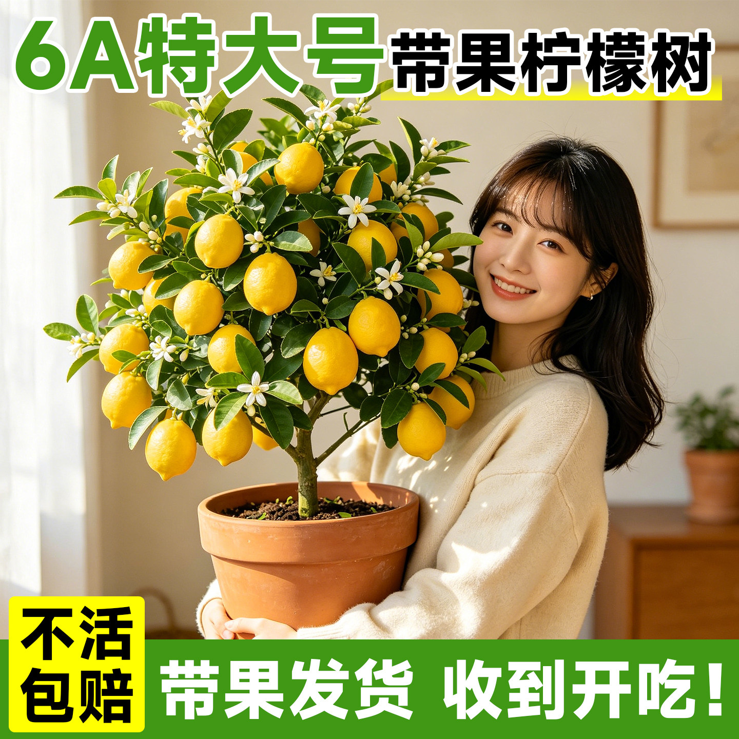 香水柠檬树盆栽带果水果树苗客厅绿植物可食用室内外扬天结果好养