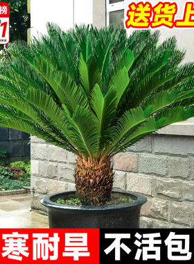 铁树盆栽大型龙铁树绿植盆景客厅室内好养树苗树木大盆植物除甲醛