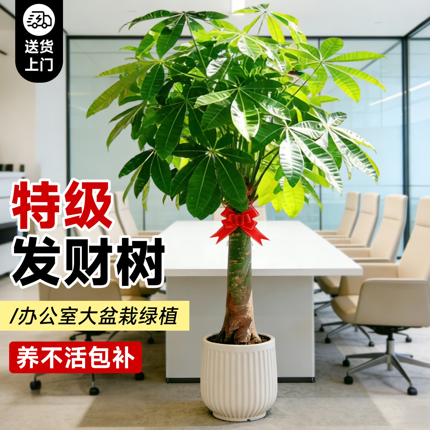 发财树客厅大盆栽绿植室内大型招财树大棵植物办公室乔迁开业好养,鲜花速递/花卉仿真/绿植园艺,绿植,淘宝优惠券,粉丝福利购,淘宝优惠卷