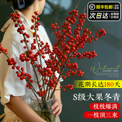 【大果冬青】果实超密喜庆翻倍