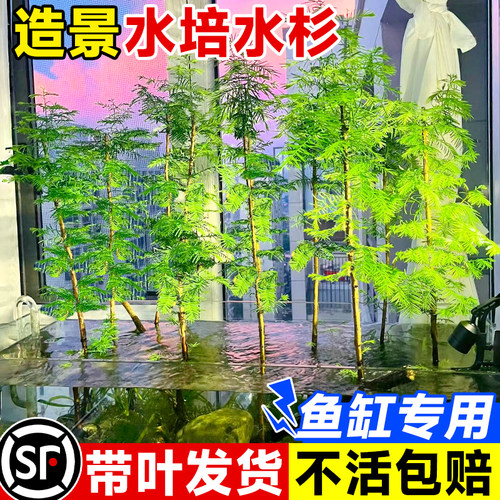 【鱼缸水缸造景】水杉水土都能养