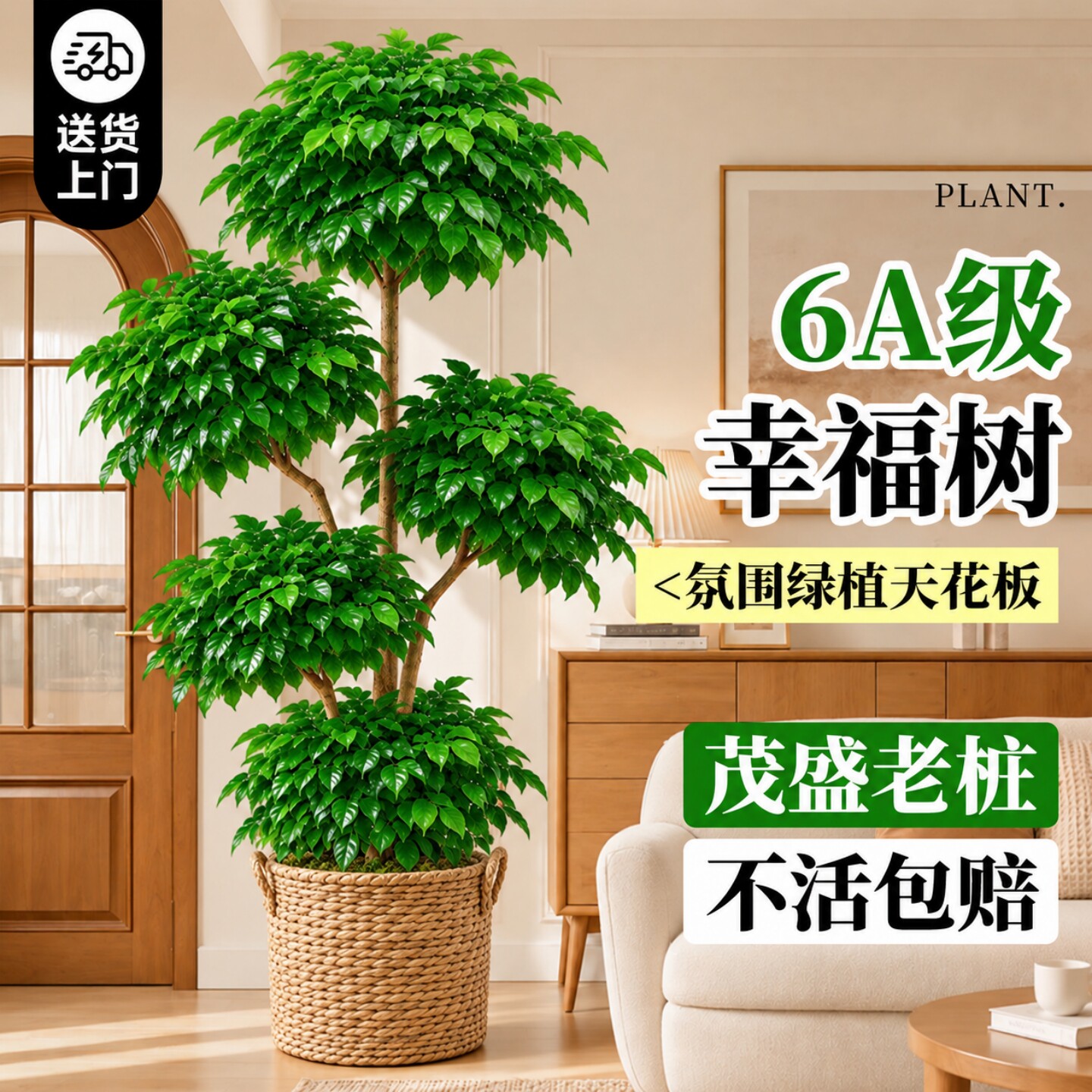 幸福树客厅绿植大盆栽高级感室内大型老桩植物高端落地四季好养活