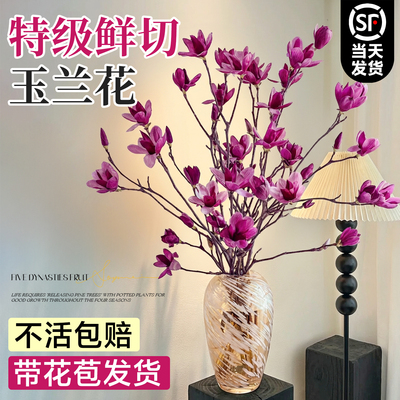 水培植物玉兰鲜花鲜切枝家用插花