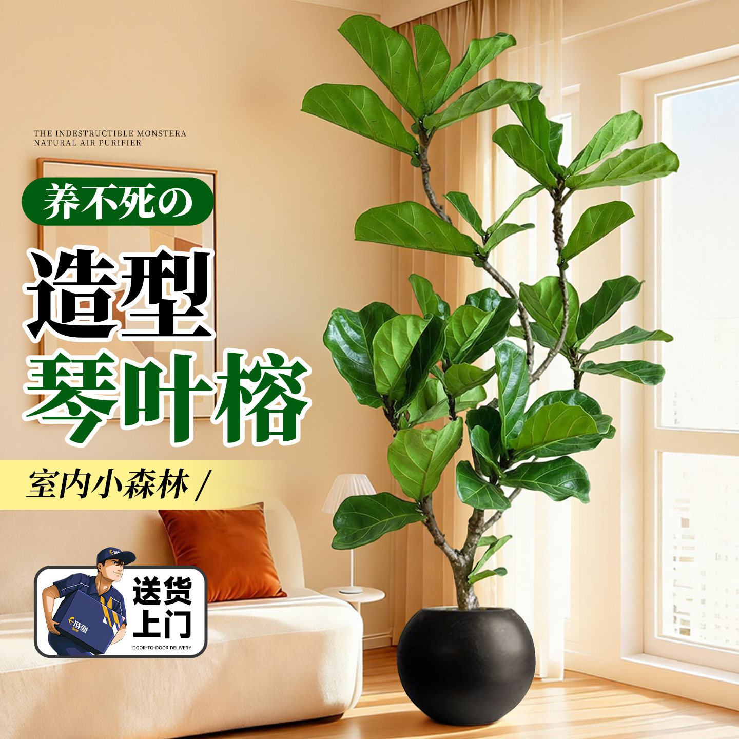 琴叶榕客厅绿植高级感室内办公室大型植物老桩大叶落地盆栽好养活,鲜花速递/花卉仿真/绿植园艺,大型绿植/成品组合盆栽,淘宝优惠券,粉丝福利购,淘宝优惠卷