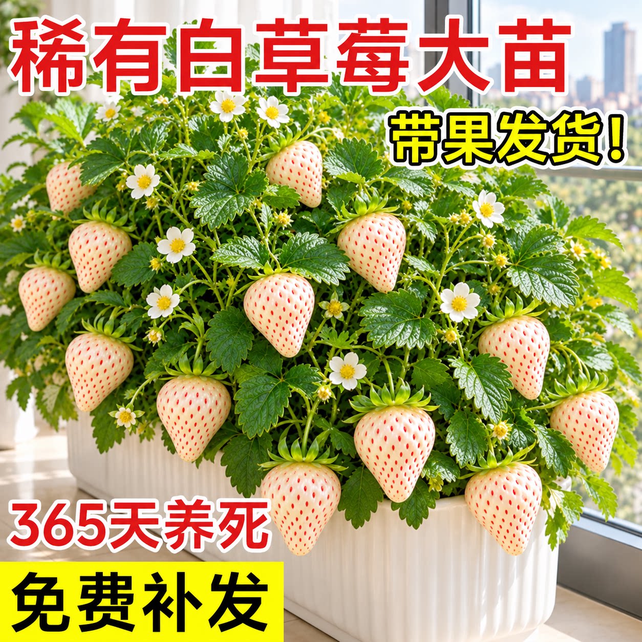 白草莓苗秧精品盆栽建德白露淡雪四季结果穴盘苗特大果苗阳台种植