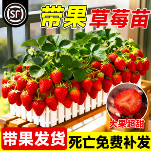 带果草莓苗盆栽苗秧高产奶油红颜四季 结果庭院阳台特大号新苗好养