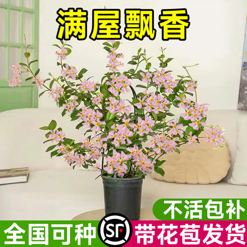 风车茉莉爬藤植物花卉盆栽秋冬