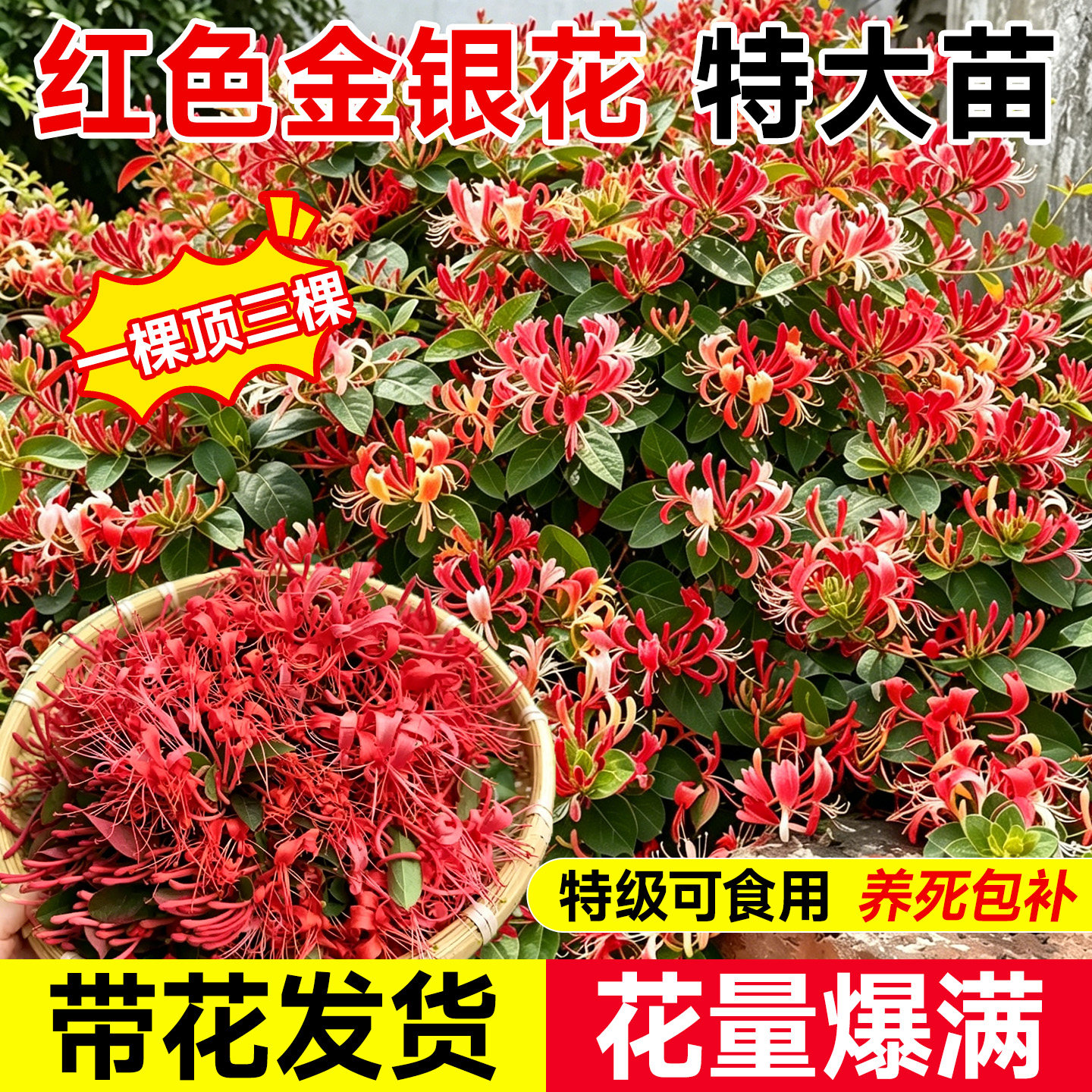 红色金银花树苗盆栽可食用花卉室内好养活爬藤植物一年四季爬墙花