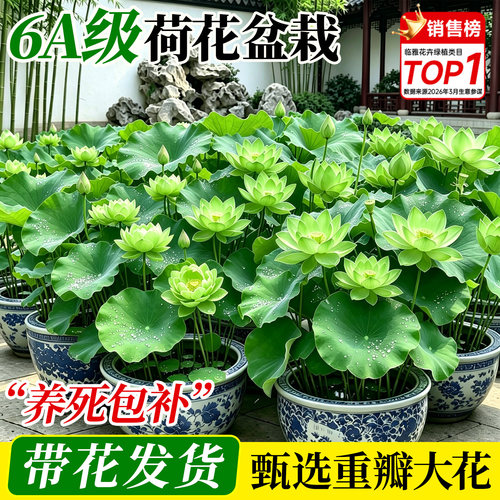 荷花成品大苗爆花发货一盆成景