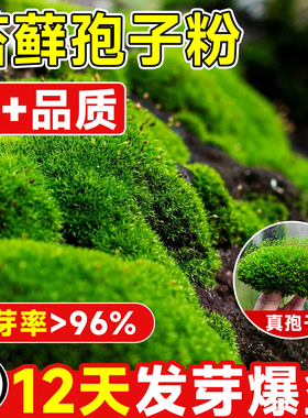 苔藓孢子粉青苔藓鲜活绿植永生苔藓种子吸水石微景观假山盆景植物