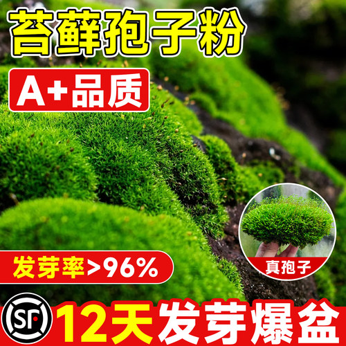 【苔藓孢子粉】12天成活不活包赔