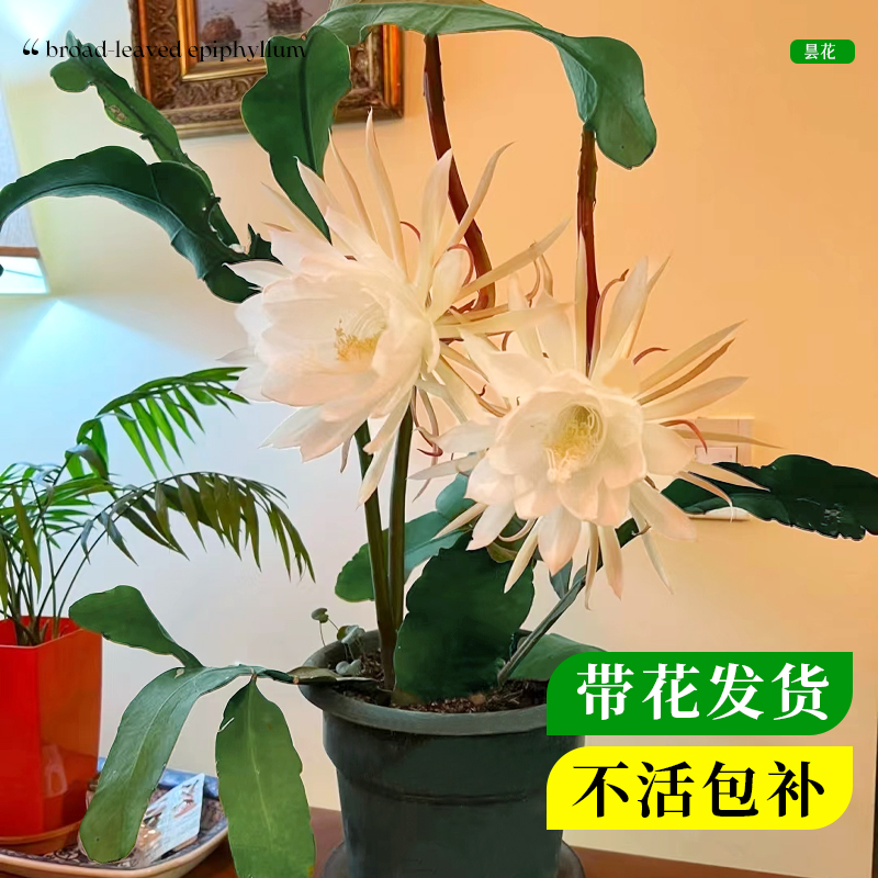 小叶昙花盆栽带花苞花卉阳台植物