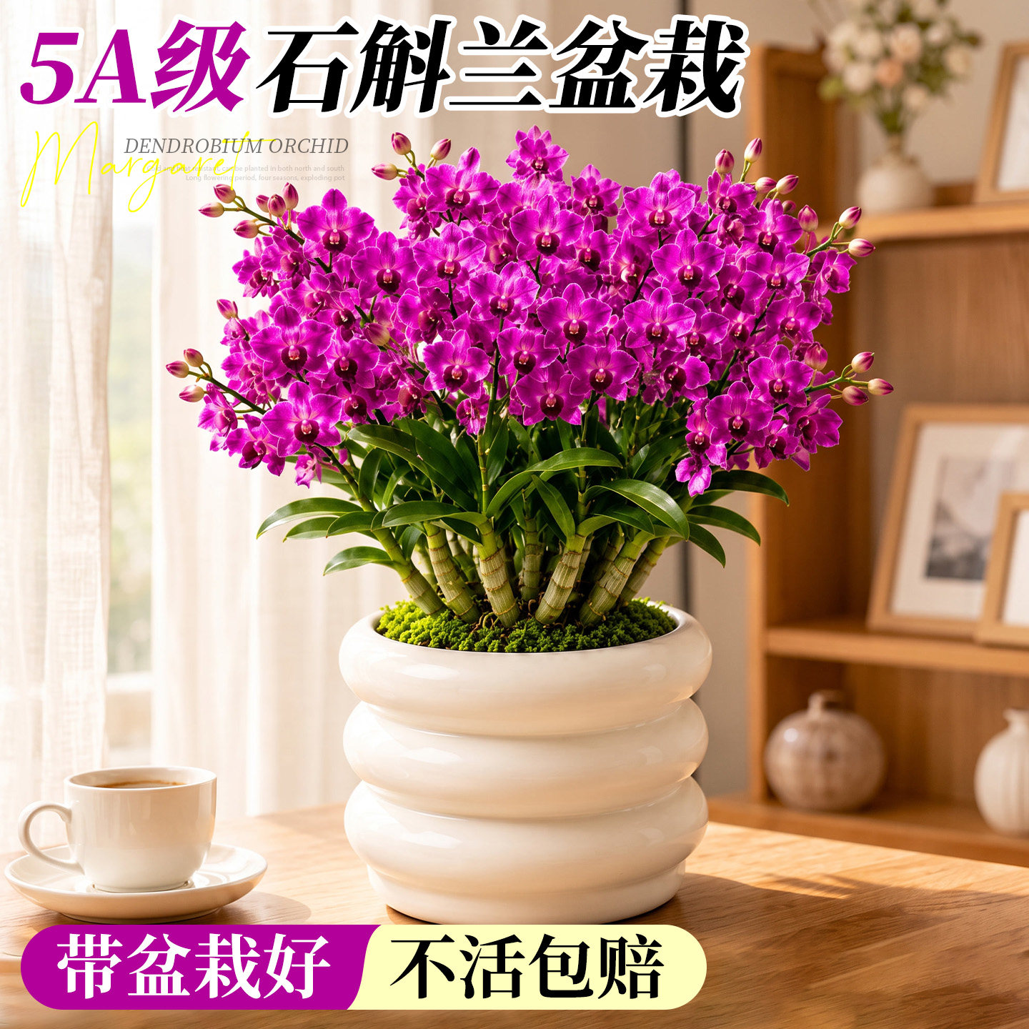 【精品石斛兰】居家首选文雅耐看图片