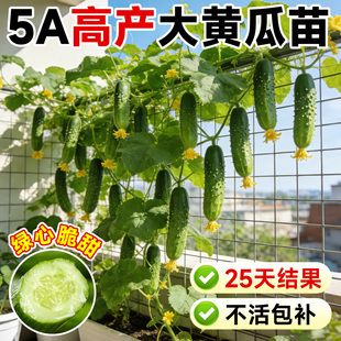大黄瓜苗秧老品种黄瓜苗带土种籽苗春秋播高产抗病阳台盆栽蔬菜苗