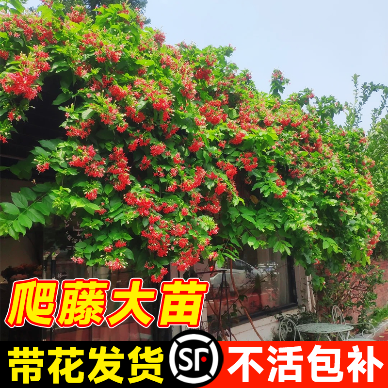 使君子爬藤植物大苗室内盆栽花卉绿植重瓣水君子阳台庭院四季常青