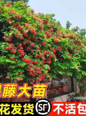 使君子爬藤植物大苗室内盆栽花卉绿植重瓣水君子阳台庭院四季常青