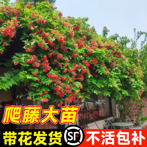 使君子【爬藤大苗】重瓣四季常青