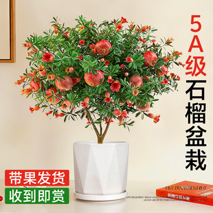 石榴盆栽花观赏石榴树老桩带果室内客厅绿植四季好养易活植物花卉