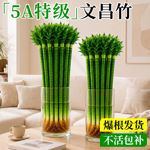 5A级带根文昌竹龙竹4支金榜题名