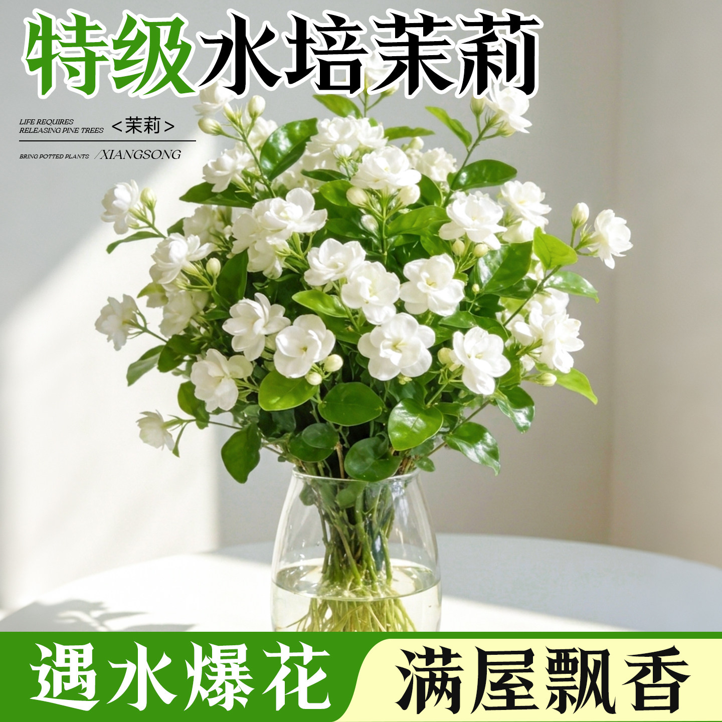 水培茉莉花盆栽树苗带花苞植物九里香四季开花小苗重瓣绿植阳台