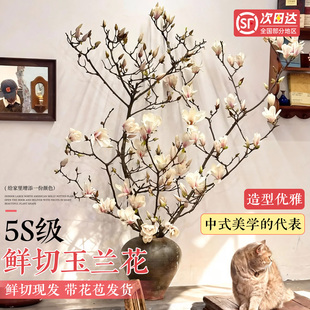 水培玉兰鲜花带花苞鲜切枝室内植物好养客厅轻奢绿植家用插花耐寒